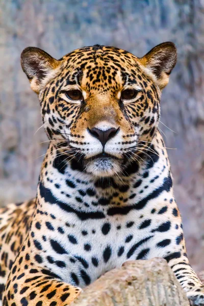 Leopardo — Foto de Stock