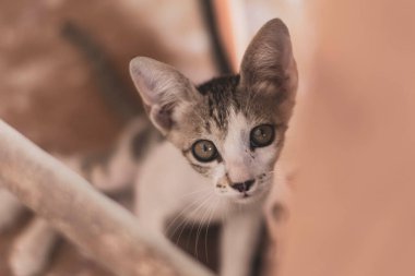 Sevimli kedicik eski görünümü inceliyor ve kopya alanı ile kapatılıyor (seçici odak).