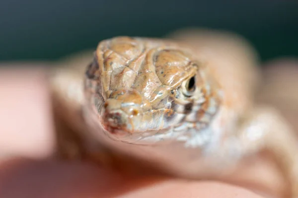 Vista Frontal Nariz Lagarto Dedos Franja Saudita Acanthodactylus Gongrorhynchatus Macrofotografia — Fotografia de Stock