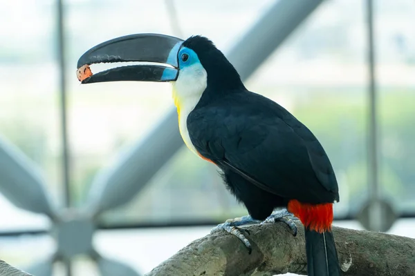 Tucano Canal Faturado Close Ramphastos Vitellinus Close Comendo Frutas — Fotografia de Stock