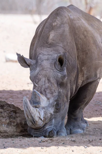 White Rhinoceros Square Lipped Rhinoceros Ceratotherium Simum Close Walking Dry — Stock Photo, Image