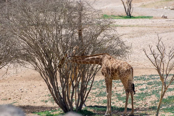 Two Giraffes Giraffa Eating Dry Savannah Trees Africa — Stock Photo, Image
