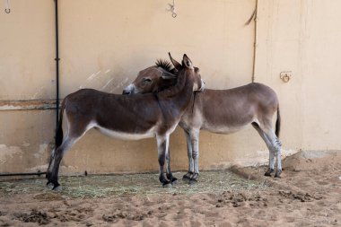 Bir çift gri eşek (katırlar) çiftlikte ot yiyor ve Dubai 'de dinleniyor.
