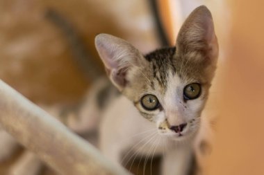 Şirin kedi fotokopi alanıyla yukarı bakıyor ve kapatıyor (seçici odak).