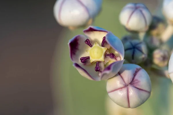 Delvis Stängd Purple Desert Flower Sodom Apple Makrofotografi Nära Håll — Stockfoto