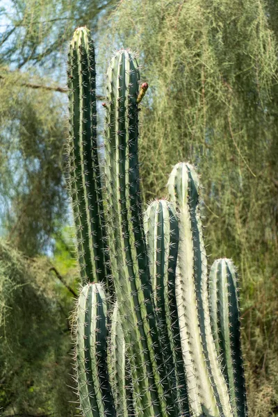 Primer Plano Sobre Cactus Largo Alto Agudo Con Fondo Verde — Foto de Stock