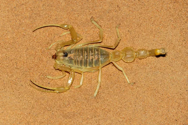 Shield Tailed Scorpion Apistobuthus Pterygocercus Blízkém Východě Noci Písku Horní — Stock fotografie