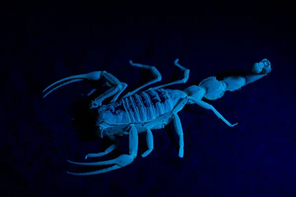 Escudo Cola Escorpión Apistobuthus Pterygocercus Bajo Luz Negra Medio Oriente — Foto de Stock