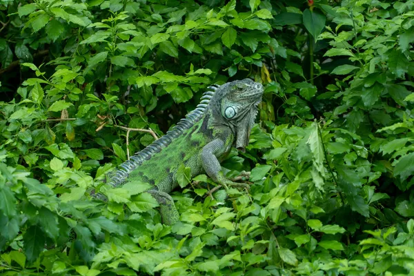 Jeune Iguane Vert Iguana Iguana Dans Jungle Forêt Tropicale — Photo