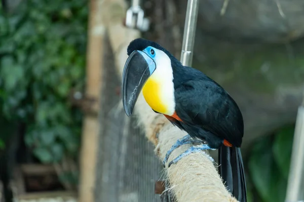 Toucan Bec Court Referme Ramphastos Vitellinus Près Une Branche Amérique — Photo