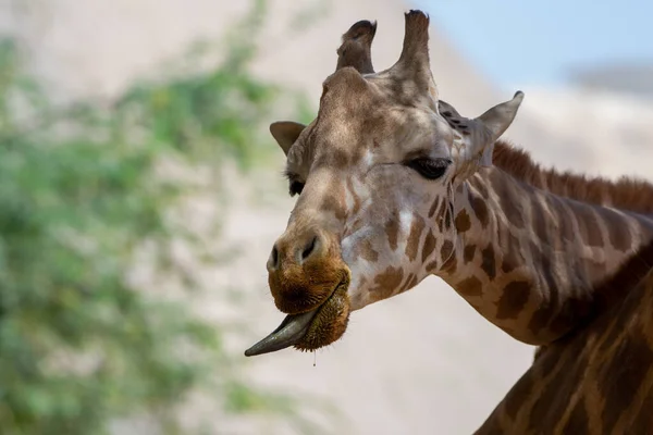 Zbliżenie Głowy Żyrafy Żyrafy Językiem Wyjętym Afryce — Zdjęcie stockowe
