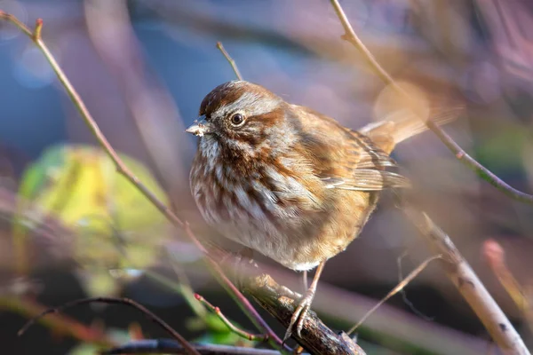 Song Sparrow Melospiza Melodia Common Song Bird Close Canada — стокове фото