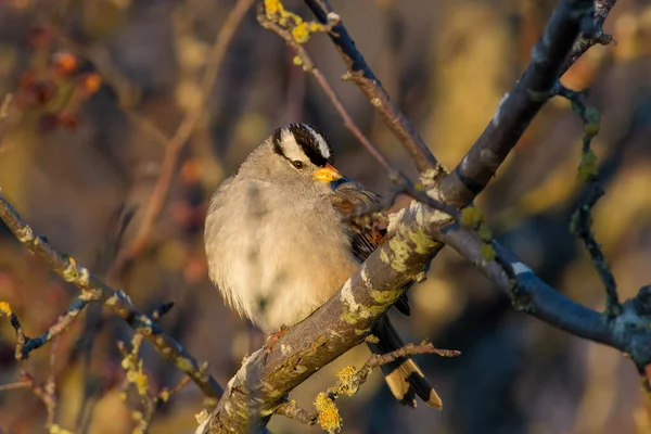 White Crowned Sparrow Zonotrichia Leucophrys Close Trees Sunset Canada — стокове фото
