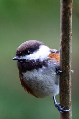 Chestnut Backked Chickadee (Poecile rufescens) yakın bir ağaca tünedi..