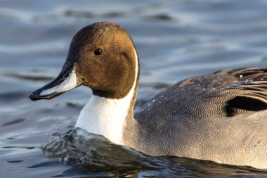 Kuzey Pintail (Anas acuta) gün batımında suda yüzer..