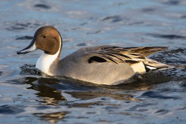 Kuzey Pintail (Anas acuta) kış tüyleriyle gün batımında suda yüzer.