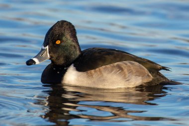 Yüzük boyunlu ördek (Aythya collaris) drake veya erkek suda yüzer..