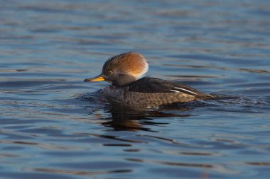 Kapüşonlu Merganser (Lophodytes cucullatus) Kanada 'da suda yüzen dişi.