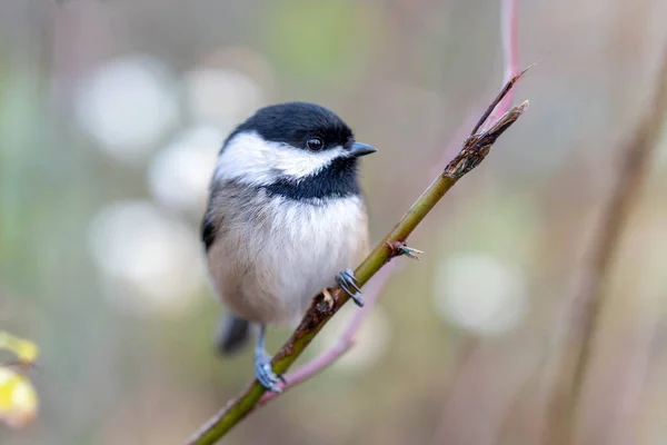Black Capped Chickadee Poecile Atricapillus Perched Branch Close — стокове фото