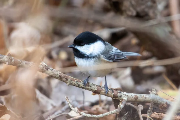 Black Capped Chickadee Poecile Atricapillus Ground Floor — стокове фото