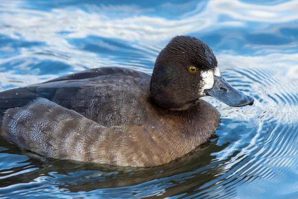 Menor Scaup Aythya Affinis Nadando Água Plumagem Inverno Canadá — Fotografia de Stock