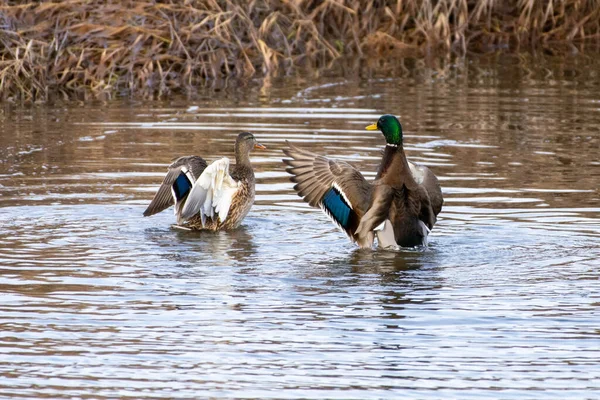 Mallard Duck Anas Platyrhynchos Καθαρίζοντας Και Χτυπώντας Φτερά Στο Νερό — Φωτογραφία Αρχείου