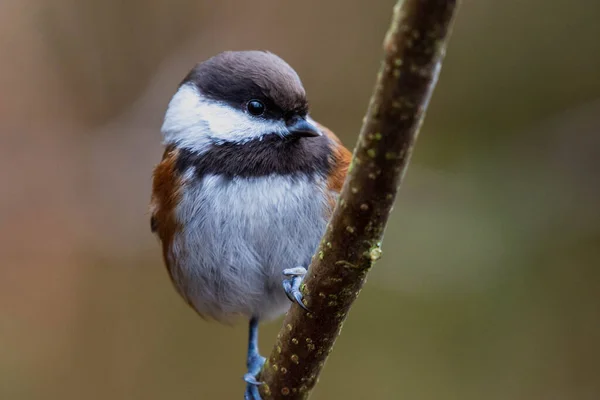Chestnut Backed Chickadee Poecile Rufescens Perched Tree Close — стокове фото