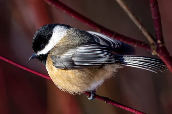 Black Capped Chickadee Poecile Atricapillus Sedí Zblízka Větve — Stock fotografie