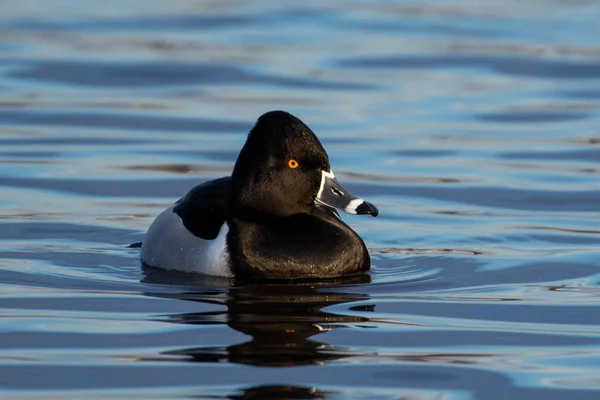 Anneau Cou Canard Aythya Collaris Drake Mâle Nageant Dans Eau — Photo