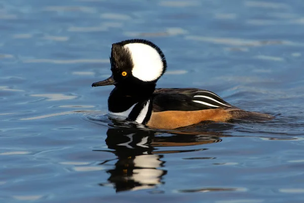 Hooded Merganser Lophodytes Cucullatus Αρσενικό Κολύμπι Στο Νερό Στον Καναδά — Φωτογραφία Αρχείου