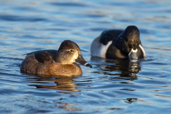 Anneau Cou Canard Femelle Mâle Aythya Collaris Nageant Dans Eau — Photo