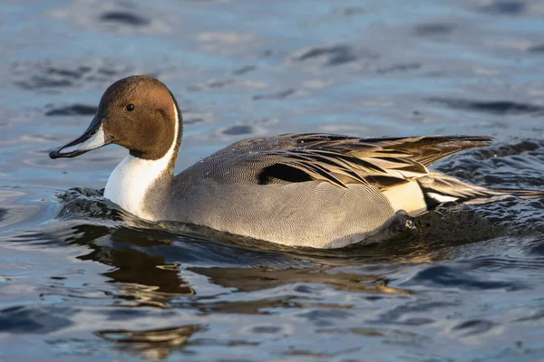 Pintail Del Norte Anas Acuta Nadando Agua Atardecer Plumaje Invierno Imágenes De Stock Sin Royalties Gratis