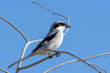 Büyük gri örümcek kuşu (Lanius excubitor)