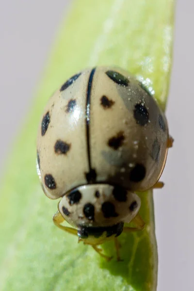 绿叶上的黑斑女士甲壳虫 Bulaea Lichatschovi 宏观摄影 — 图库照片