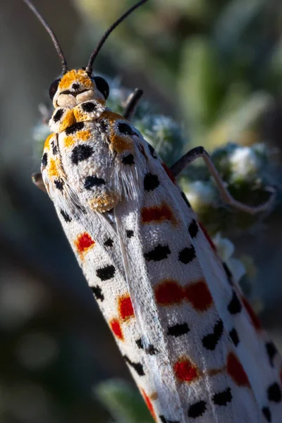 Utetheisa Pulchella 深红斑斑的Funkey 深红斑斑的仆人 或深红斑斑的蛾宏观摄影 — 图库照片