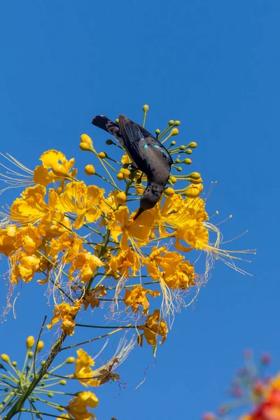 金雀花一种雄性紫色的太阳鸟 金雀花属 开在艳丽的黄色花朵上 — 图库照片