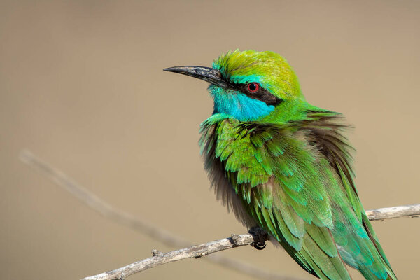 Green Bee Eaters perched on a bracnch in sun (Merops orientalis muscatensis)