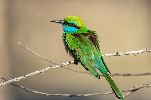 Green Bee Eaters perched on a bracnch in sun (Merops orientalis muscatensis)