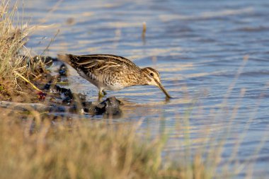 Gün batımında suda yüzen sıradan çulluk (Gallinago gallinago).