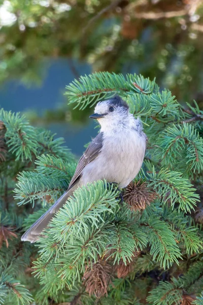 Канада Джей Perisoreus Canadensis Також Відомий Сірий Джей Сірий Джей — стокове фото