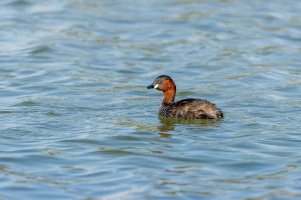 Petit Grèbe Tachybaptus Ruficollis Aussi Connu Comme Dabchick Nageant Dans — Photo