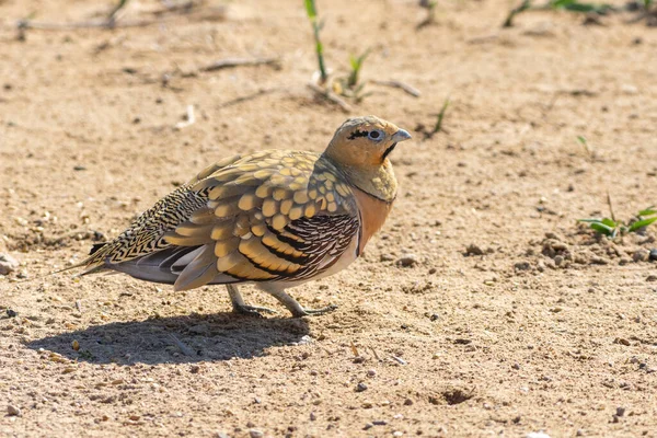 Tétras Queue Épine Pterocles Alchata Dans Désert Moyen Orient Gros — Photo