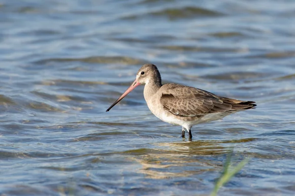 Eine Uferschnepfe Limosa Limosa Watet Bei Sonnenuntergang Wasser — Stockfoto