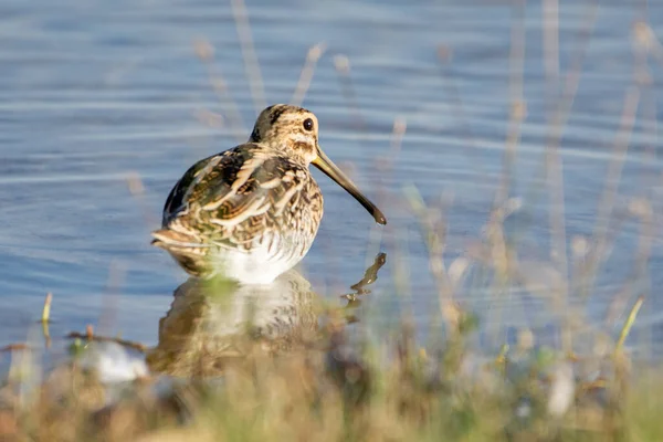 Bekassine Gallinago Gallinago Watet Bei Sonnenuntergang Wasser — Stockfoto