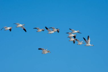 Kanada 'da mavi gökyüzünde uçan kar kazı sürüsü (Anser caerulescens).