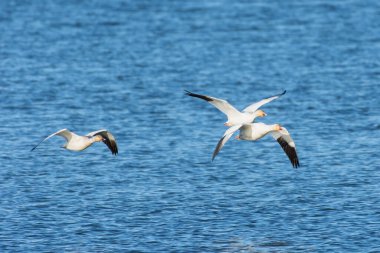 Kanada 'da mavi gökyüzünde uçan kar kazı (Anser caerulescens).