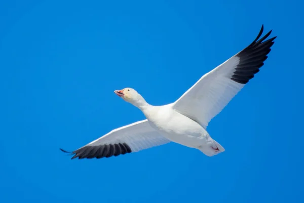 Angsa Salju Anser Caerulescens Terbang Melintasi Langit Biru Kanada — Stok Foto