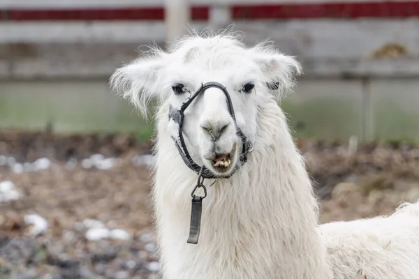 Llama Vicugna Vicugna Perto Uma Fazenda Animais Estimação Com Expressões — Fotografia de Stock