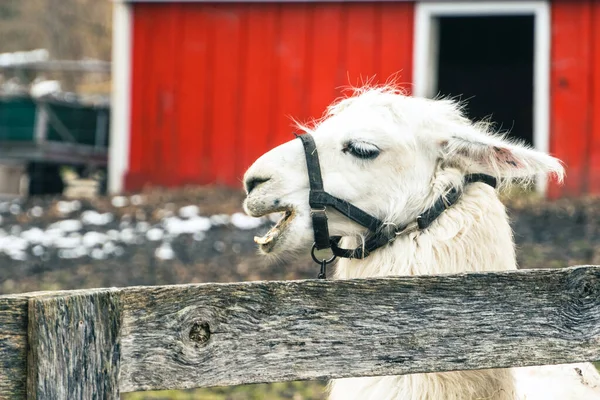 Llama Vicugna Vicugna Närbild Husdjursgård Med Roliga Uttryck — Stockfoto