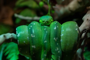 Zümrüt Ağaç Boa (Corallus caninus) bir ağaca çok yakın bir şekilde dolanmıştır. Güzel yeşil orman yılanı.